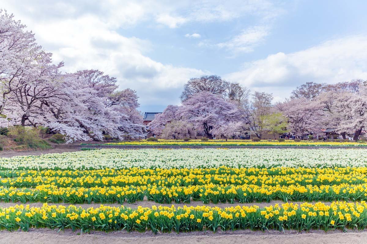 🌸 야마타카 진다이 자쿠라 이미지 7